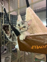 Bengal cats Last silver girl ready now, dads double 😻 - Advert 3