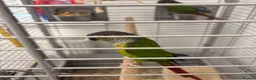 Parrots birds for sale:  Green-cheeked Conure parrot (Pyrrhura molinae)  in Cwmbran - Advert 7