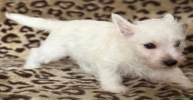 West Highland Terrier dogs - Advert 3