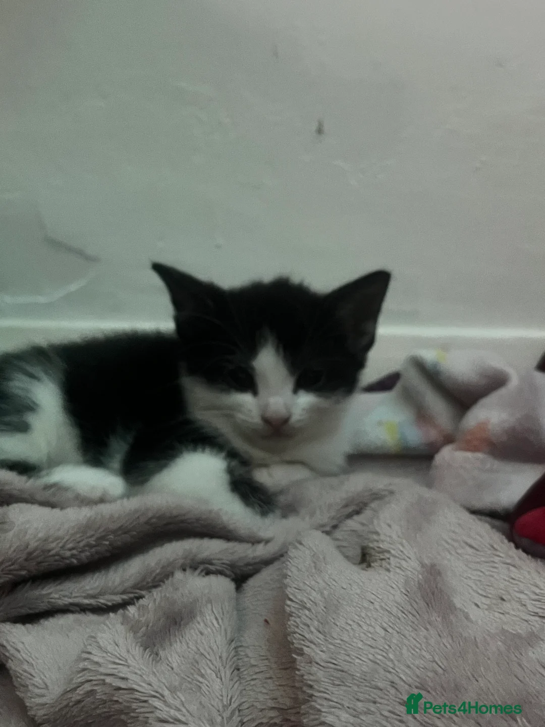 Mixed Breed cats for sale: CUTE KITTENS FOR SALE - Advert 12