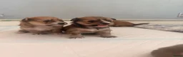 Mixed Breed dogs for sale: Pomeranian cross puppies  in Swindon - Advert 14
