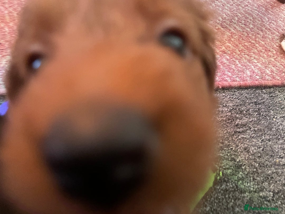 Toy Poodle dogs for sale: Toy poodle puppies  - Advert 10