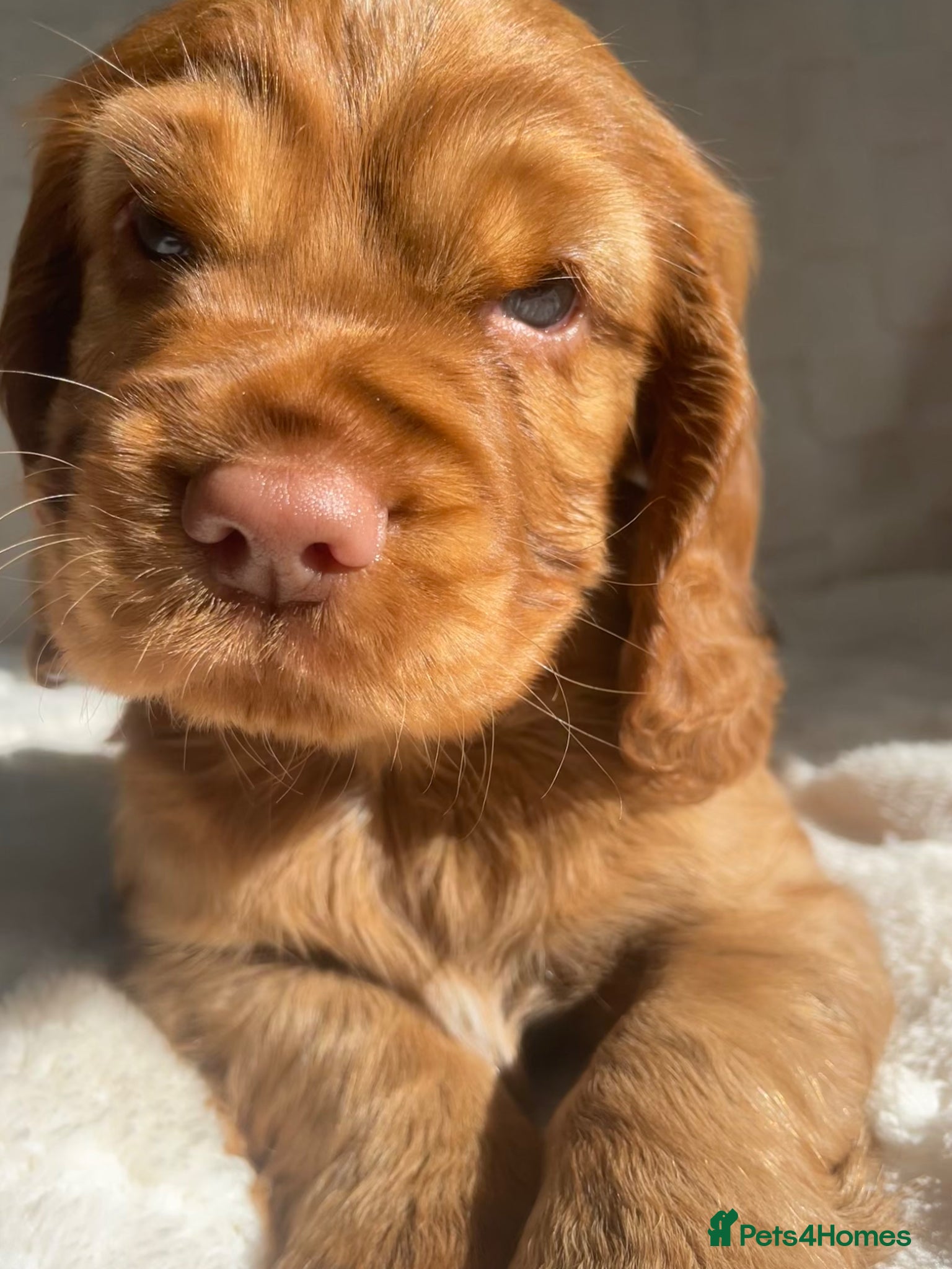 Cocker Spaniel dogs Stunning blue eyed working cocker spaniels KC/HT - Advert 2