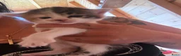 Mixed Breed cats for sale: Kittens  in Ross-on-Wye - Advert 5