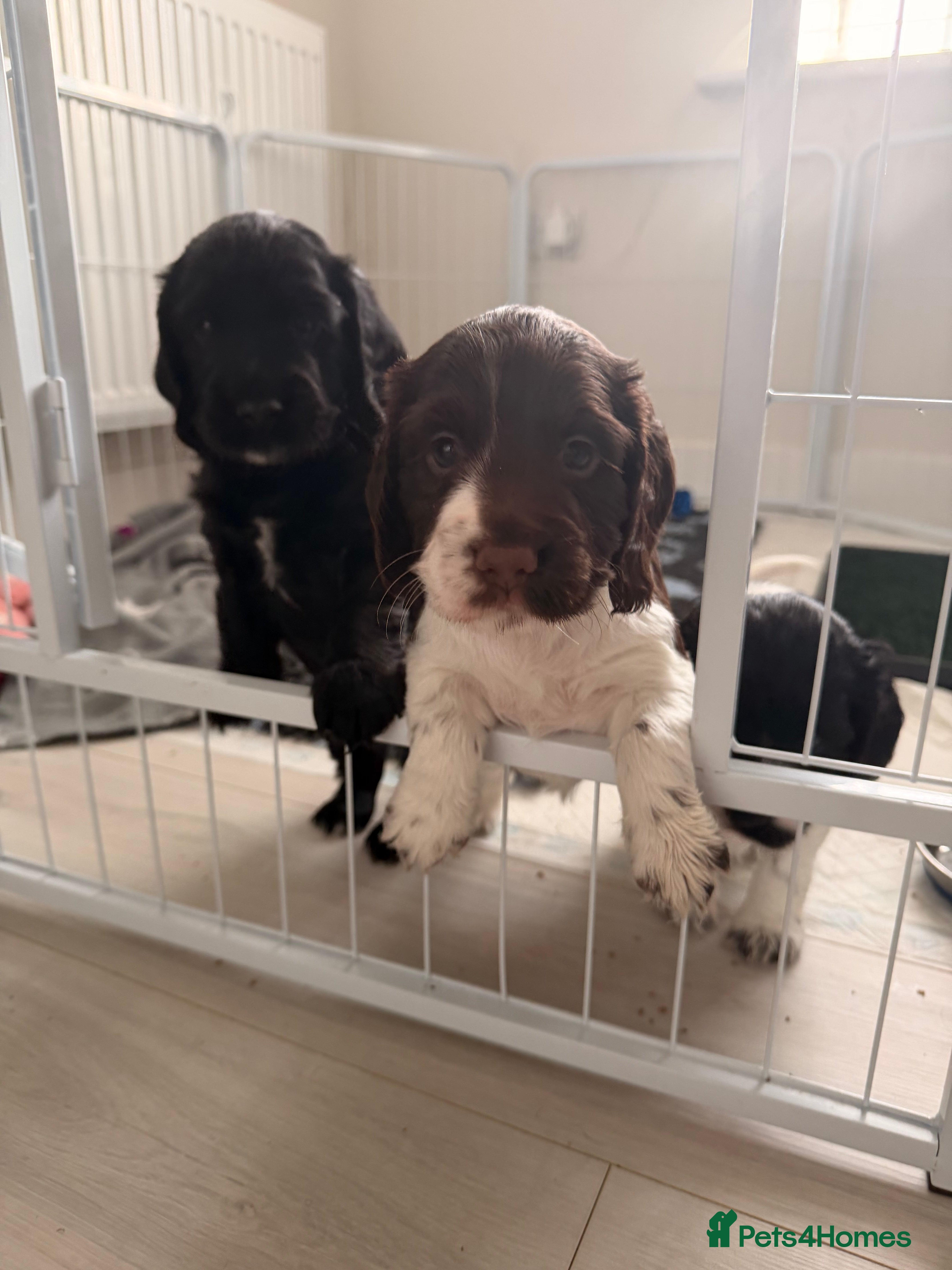 Cocker Spaniel dogs Beautiful full Cocker Spaniel Puppies ✨ - Advert 11