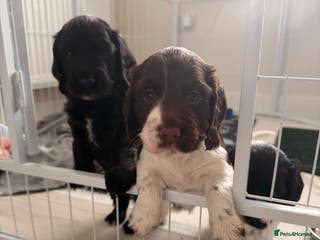 Cocker Spaniel dogs Beautiful full Cocker Spaniel Puppies ✨ - Advert 18