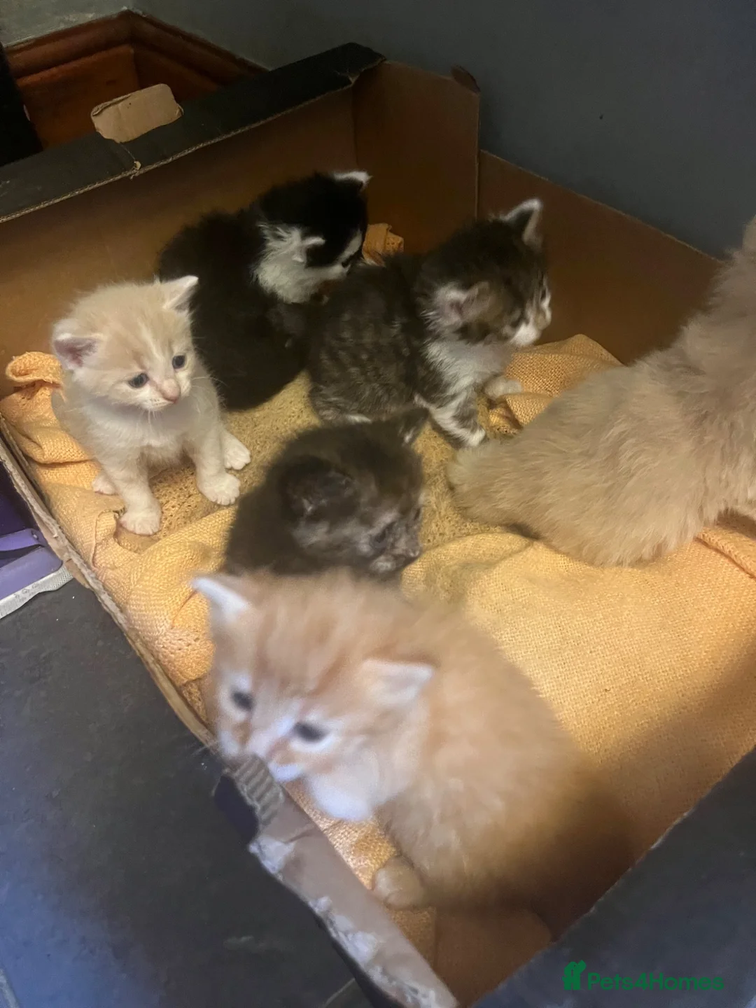 Mixed Breed cats for sale: Beautiful fluffy kittens, ready to leave now - Advert 2