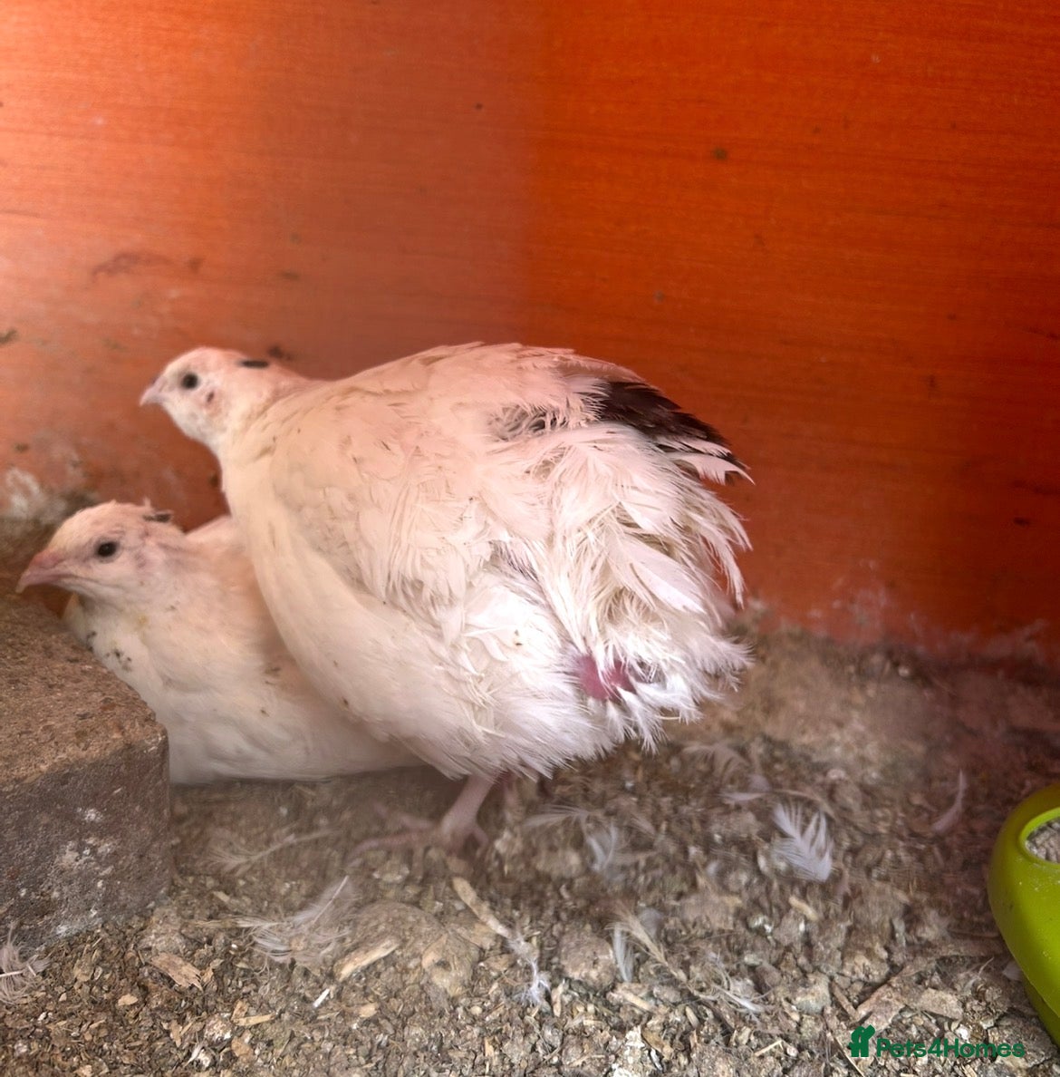 Quail poultry Quails and quail chicks - Advert 2