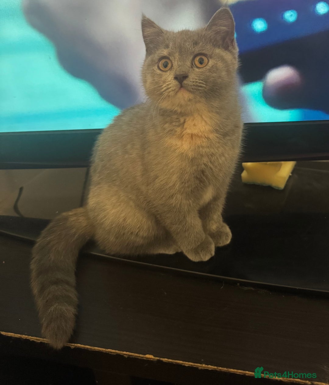British Shorthair cats for sale: British Shorthair-Blue cream female. - Advert 12