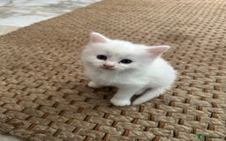 Russian Blue cats for sale: Russian blue and Turkish angora cross - Image 1