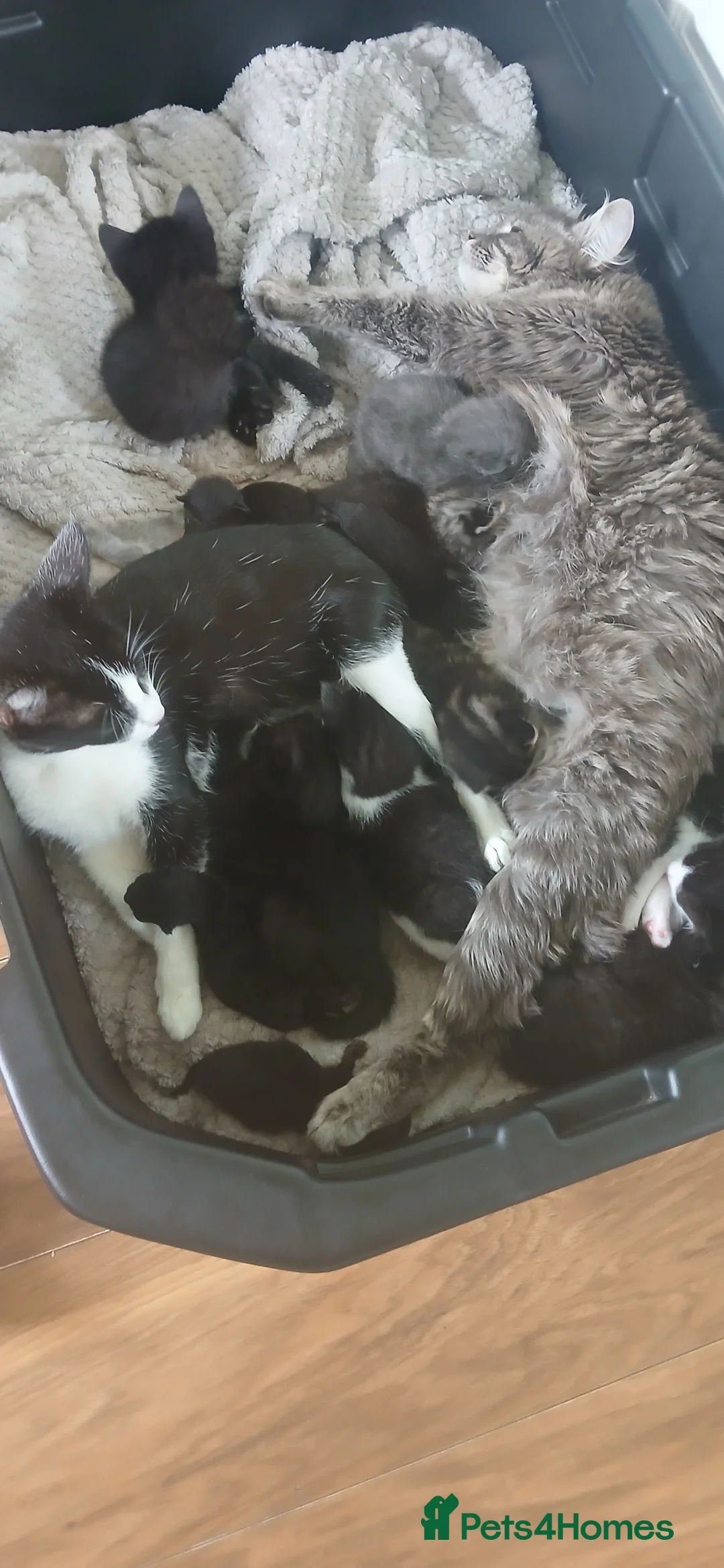 Mixed Breed cats for sale: 4 girl kittens - Advert 2