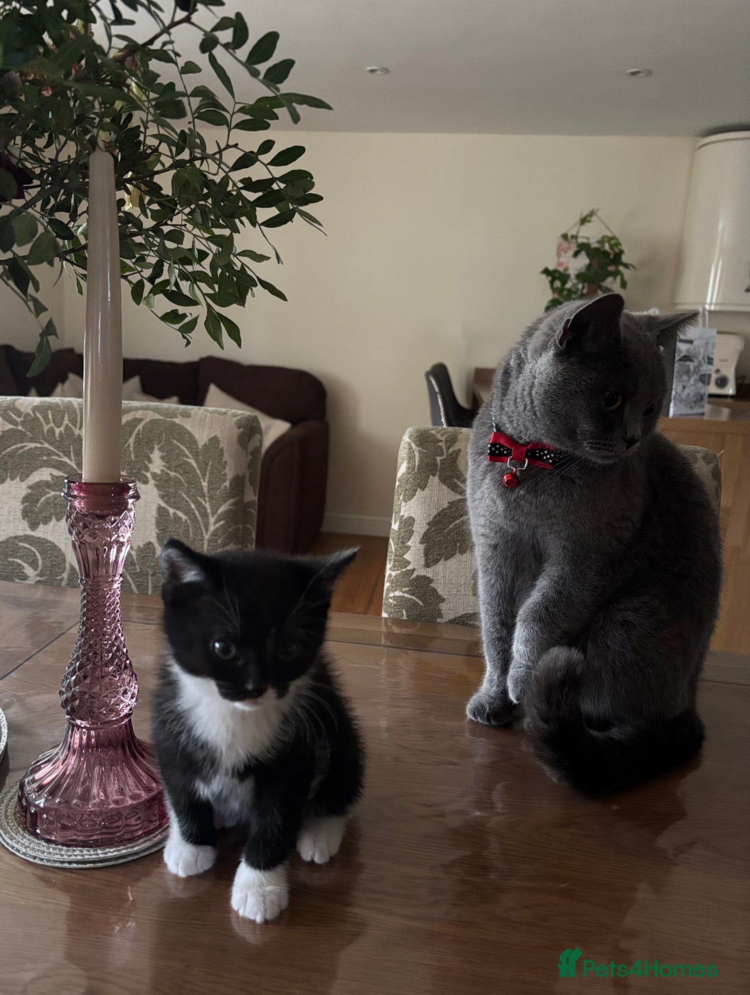 Mixed Breed cats for sale: Adorable Kittens Looking for Loving Homes 🐾 - Advert 1