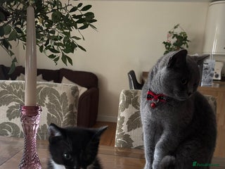 Mixed Breed cats Adorable Kittens Looking for Loving Homes 🐾 - Advert 1