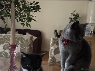 Mixed Breed cats Adorable Kittens Looking for Loving Homes 🐾 - Advert 7