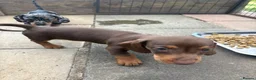 Dachshund dogs for sale: Absolutely gorgeous litter of 5 dachshund puppies - Advert 18