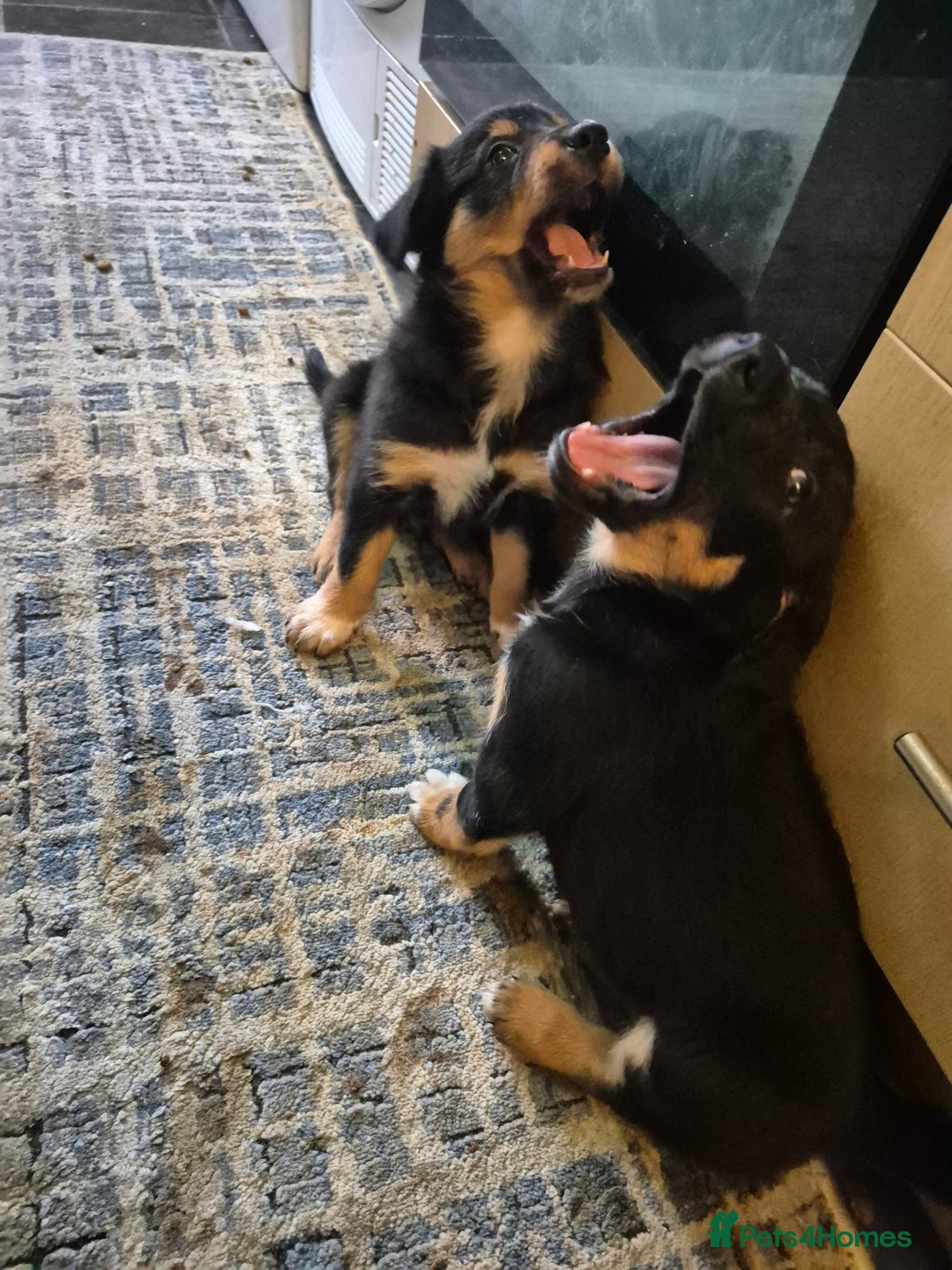 Mixed Breed dogs for sale: Male Collie x Kelpie Puppy ready to go black + tan - Advert 5