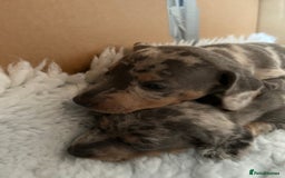 Miniature Dachshund dogs for sale: Mini dachshund puppies 6 weeks - Advert 28