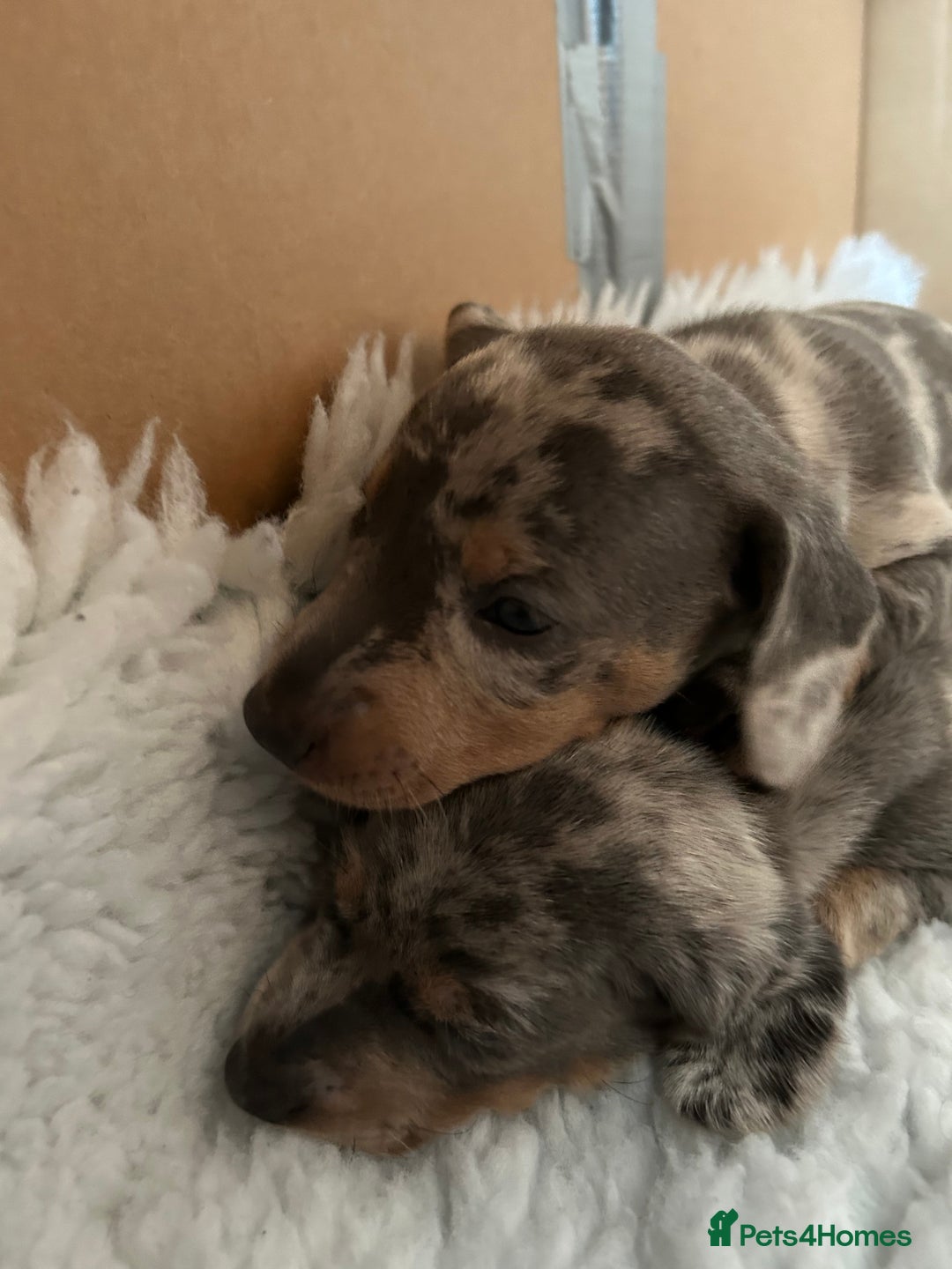 Miniature Dachshund dogs for sale: Mini dachshund puppies 6 weeks - Advert 28
