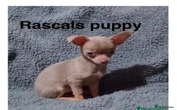 Chihuahua dogs for stud: KC Reg lilac Stunning Stud Boy in Bury Saint Edmunds - Image 8