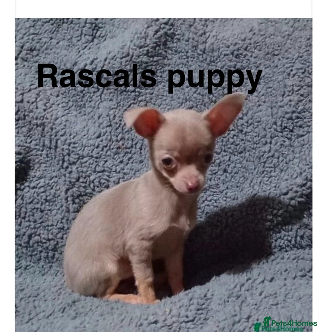 Chihuahua dogs for stud: KC Reg lilac Stunning Stud Boy in Bury Saint Edmunds - Image 8