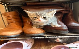 British Shorthair cats for sale: Adorable unique kittens- BSH dad X Ragdoll mum - Image 8