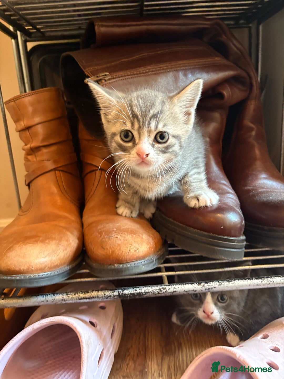British Shorthair cats for sale: Adorable unique kittens- BSH dad X Ragdoll mum - Image 8