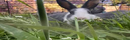 Netherland Dwarf rabbits for sale: Adorable Baby Netherland Dwarf Rabbits - Advert 5