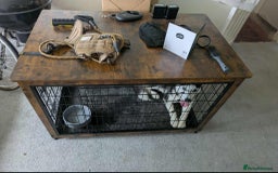 Siberian Husky dogs for sale: 21 Month old, Male Huskey £500. - Image 3