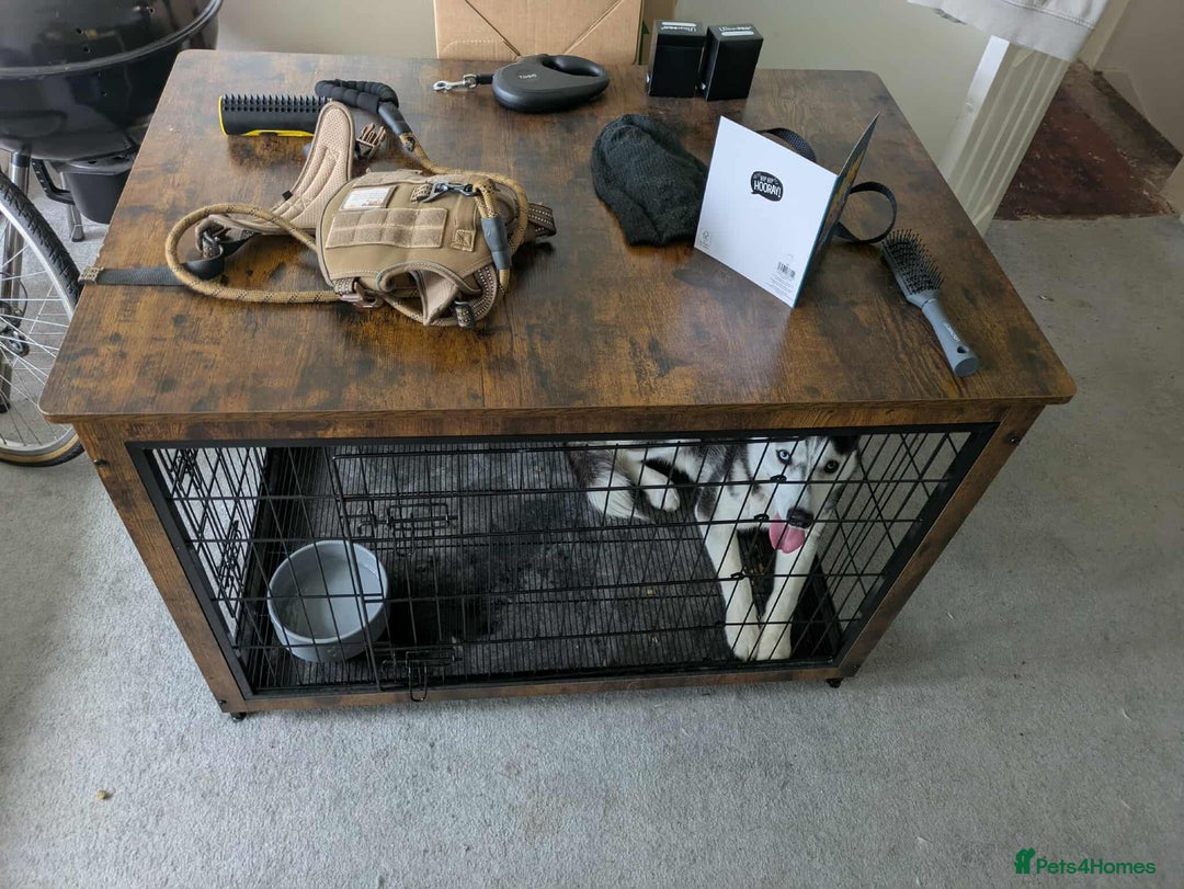 Siberian Husky dogs for sale: 21 Month old, Male Huskey £500. - Image 3