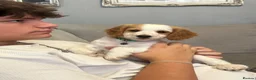 Cockapoo dogs for sale: 🐾 🐶 miniature f1 cockapoos ready now 🐶 🐾  - Advert 10