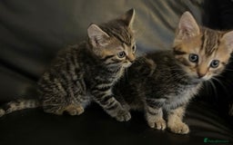 Mixed Breed cats for sale: Beautiful full marble/stripy kittens - Image 10