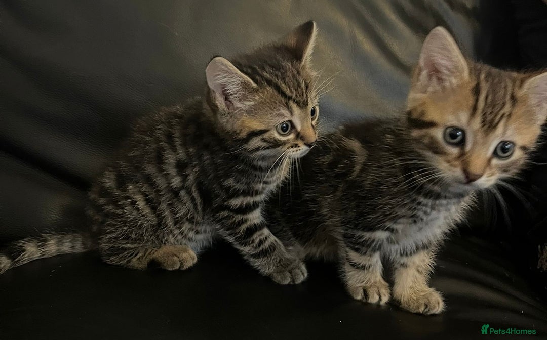 Mixed Breed cats for sale: Beautiful full marble/stripy kittens - Image 10