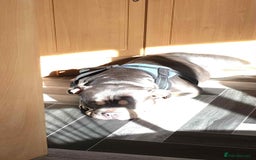American Bully dogs for sale: Urgent rehome pocket bully  - Image 4