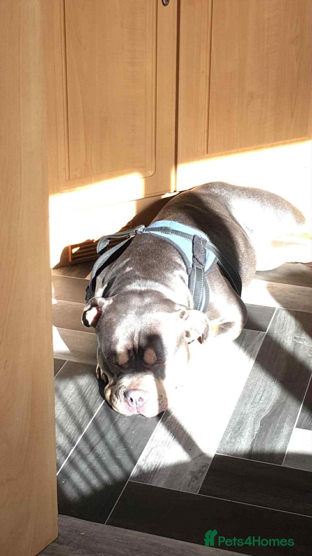 American Bully dogs for sale: Urgent rehome pocket bully  - Image 4