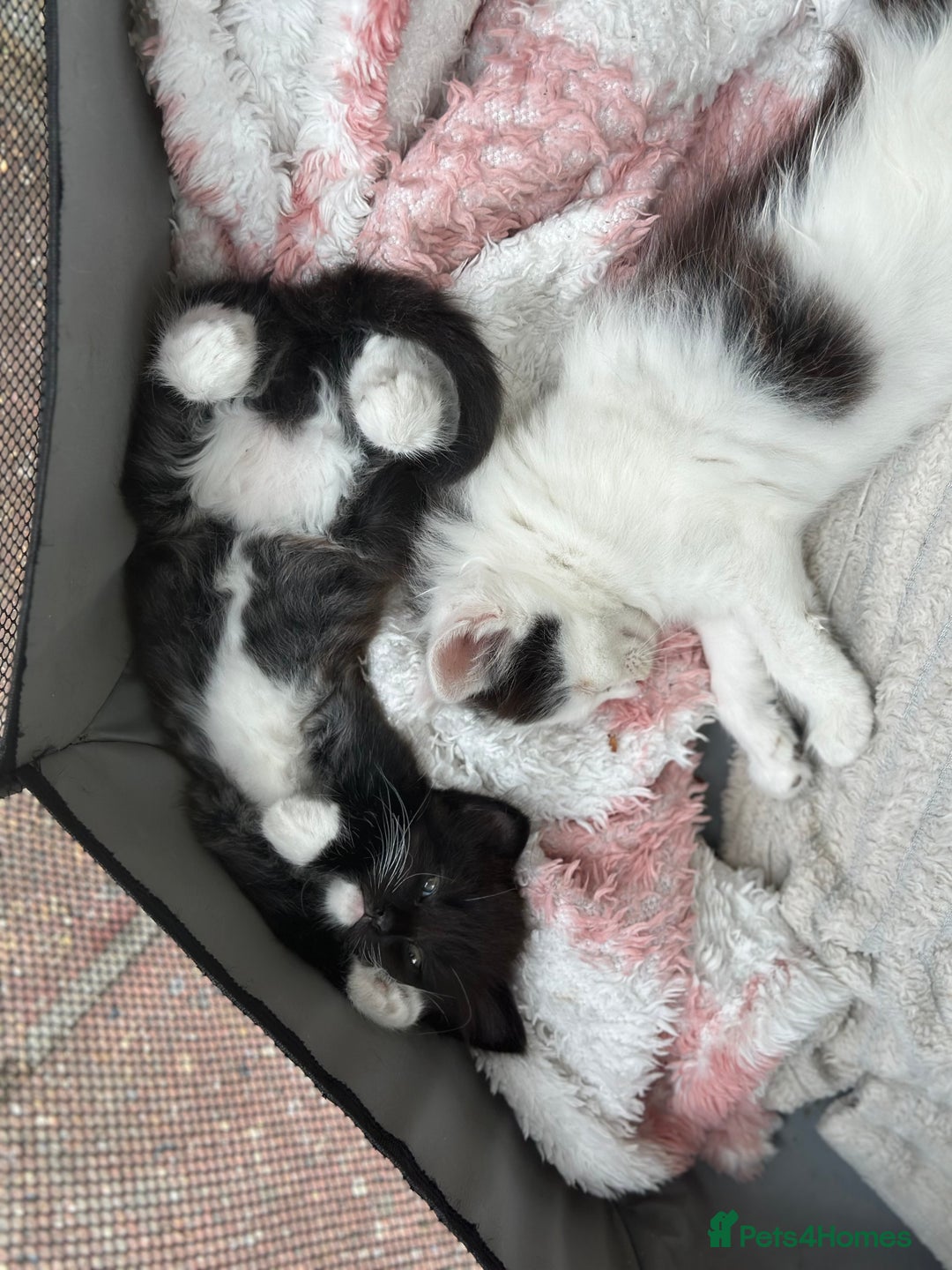 Mixed Breed cats for sale: Lovely kittens  - Image 6