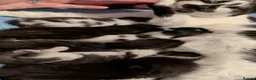 Mixed Breed cats for sale: Black and white kittens  in Corby - Advert 11