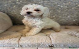 Cockapoo dogs for sale: Stunning f1b cockapoos  - Image 11
