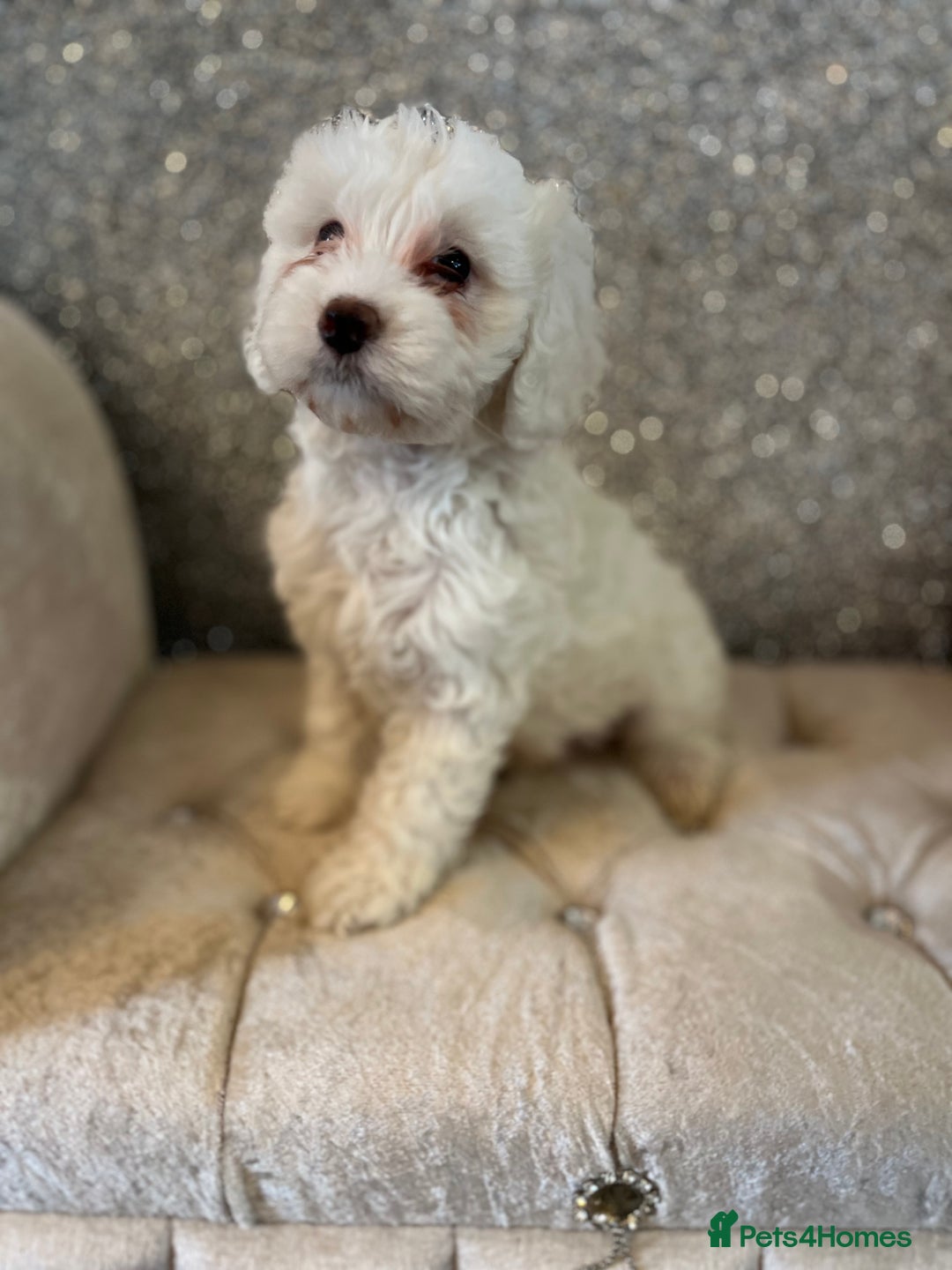 Cockapoo dogs for sale: Stunning f1b cockapoos  - Image 11