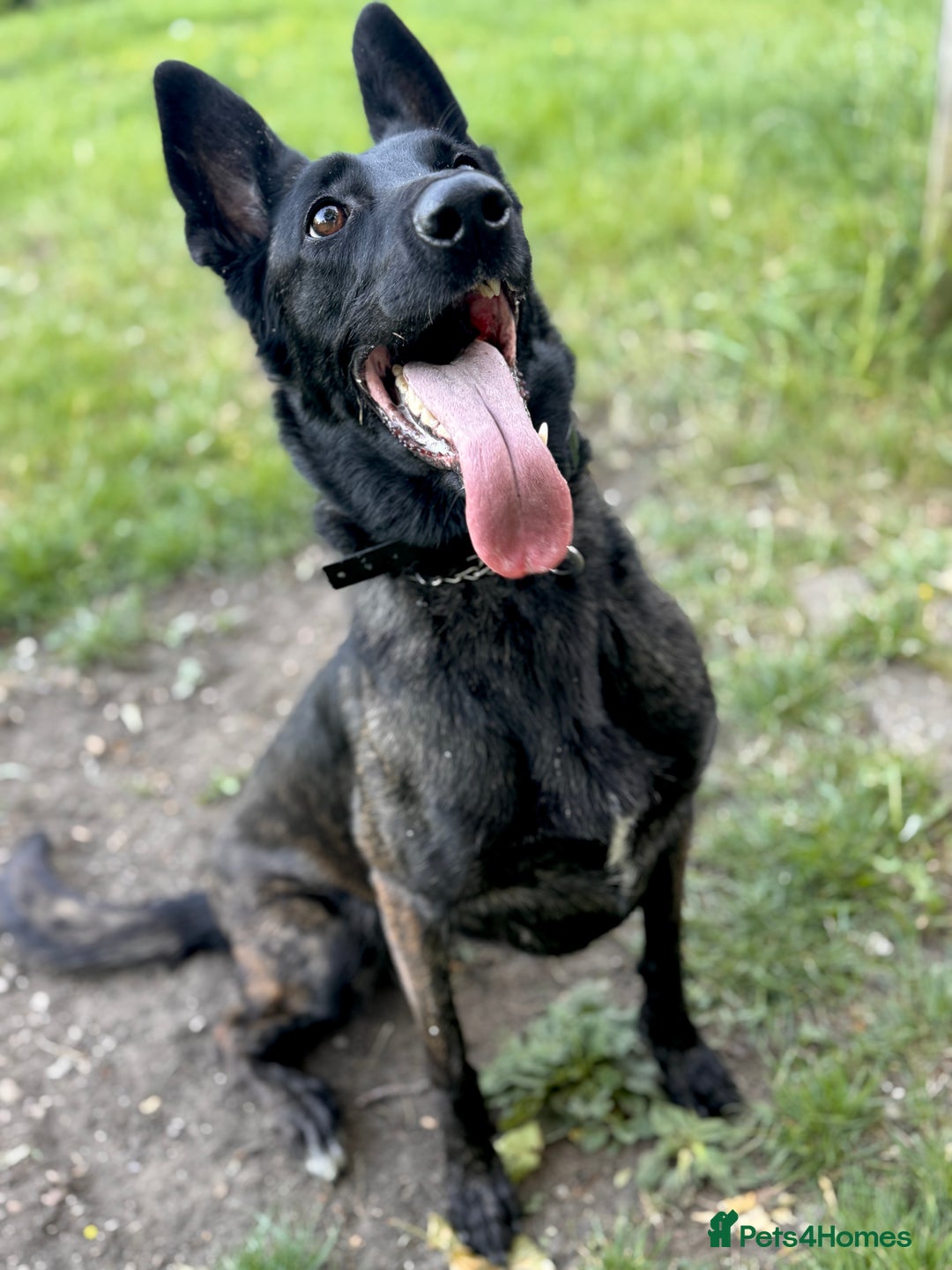 Belgian Shepherd Dog dogs for sale: Belgian Malinois – Female - Image 1
