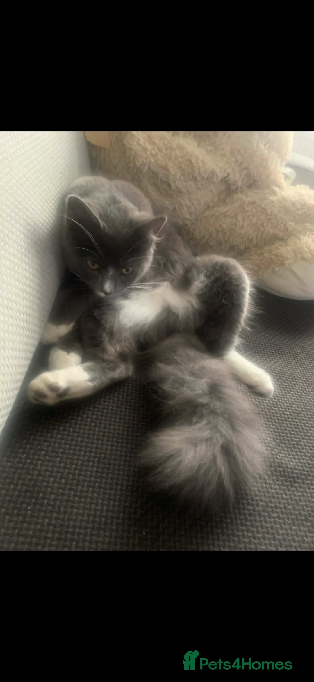 Mixed Breed cats for sale: ❤️ beautiful long-haired kittens boy and girl ❤️ in Luton - Advert 7