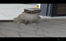 Ragdoll cats for sale: Beautiful ragdoll kittens  - Advert 2