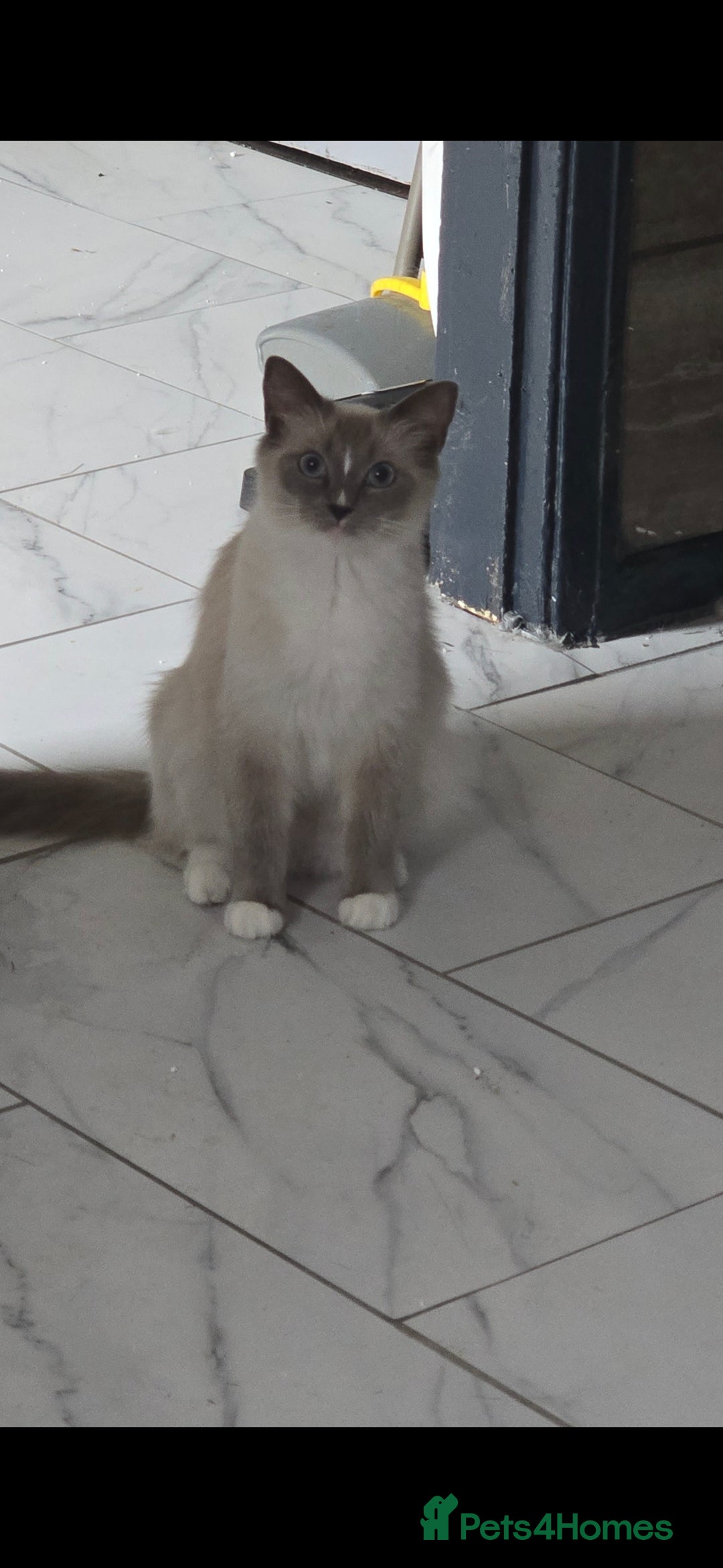 Ragdoll cats for sale: Beautiful ragdoll kittens  - Advert 2