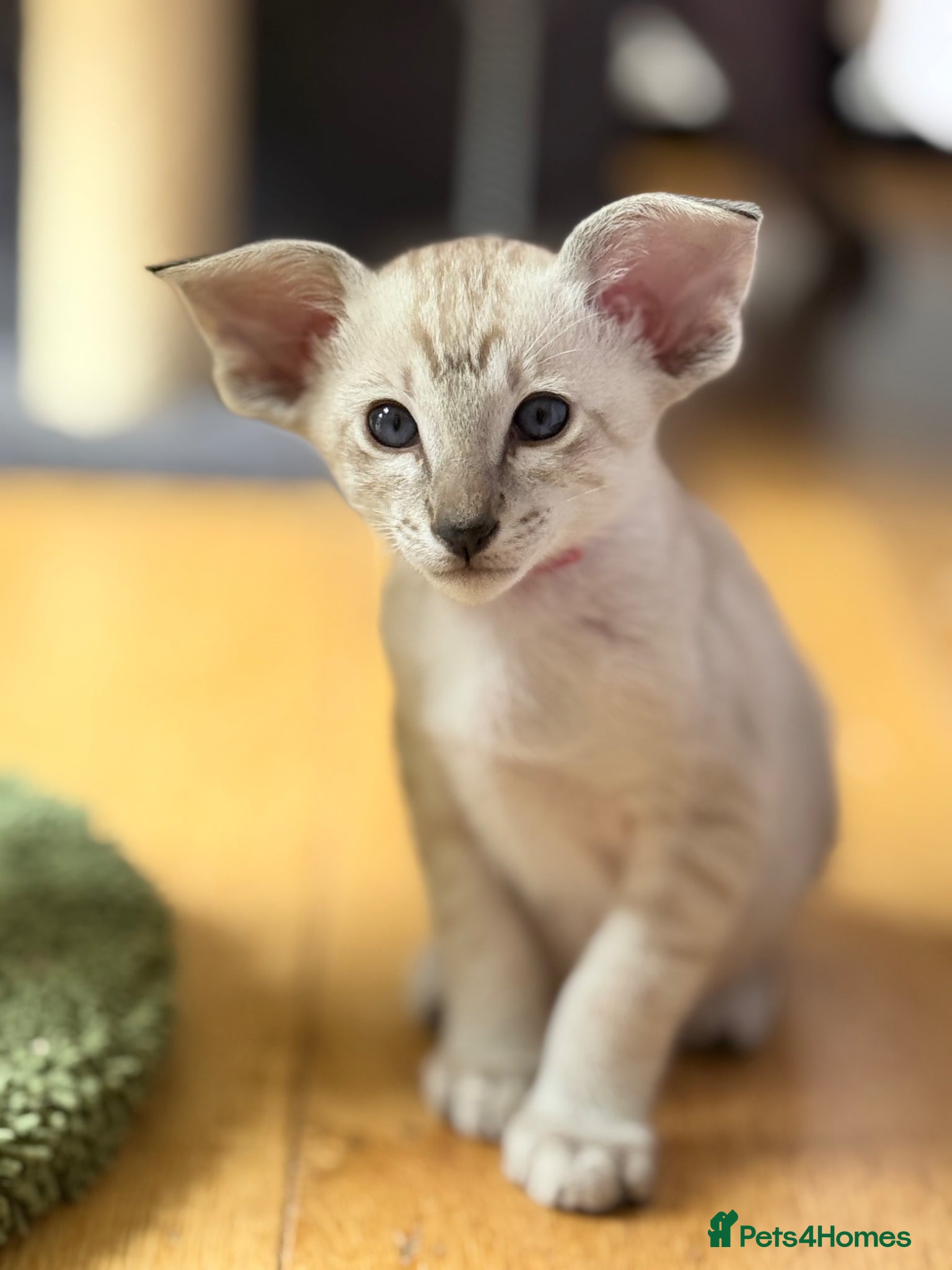 Siamese cats New kittens - Advert 6