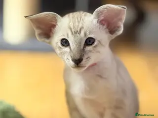 Siamese cats New kittens - Advert 6