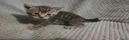 Mixed Breed cats for sale: 5 beautiful kittens  - Advert 7