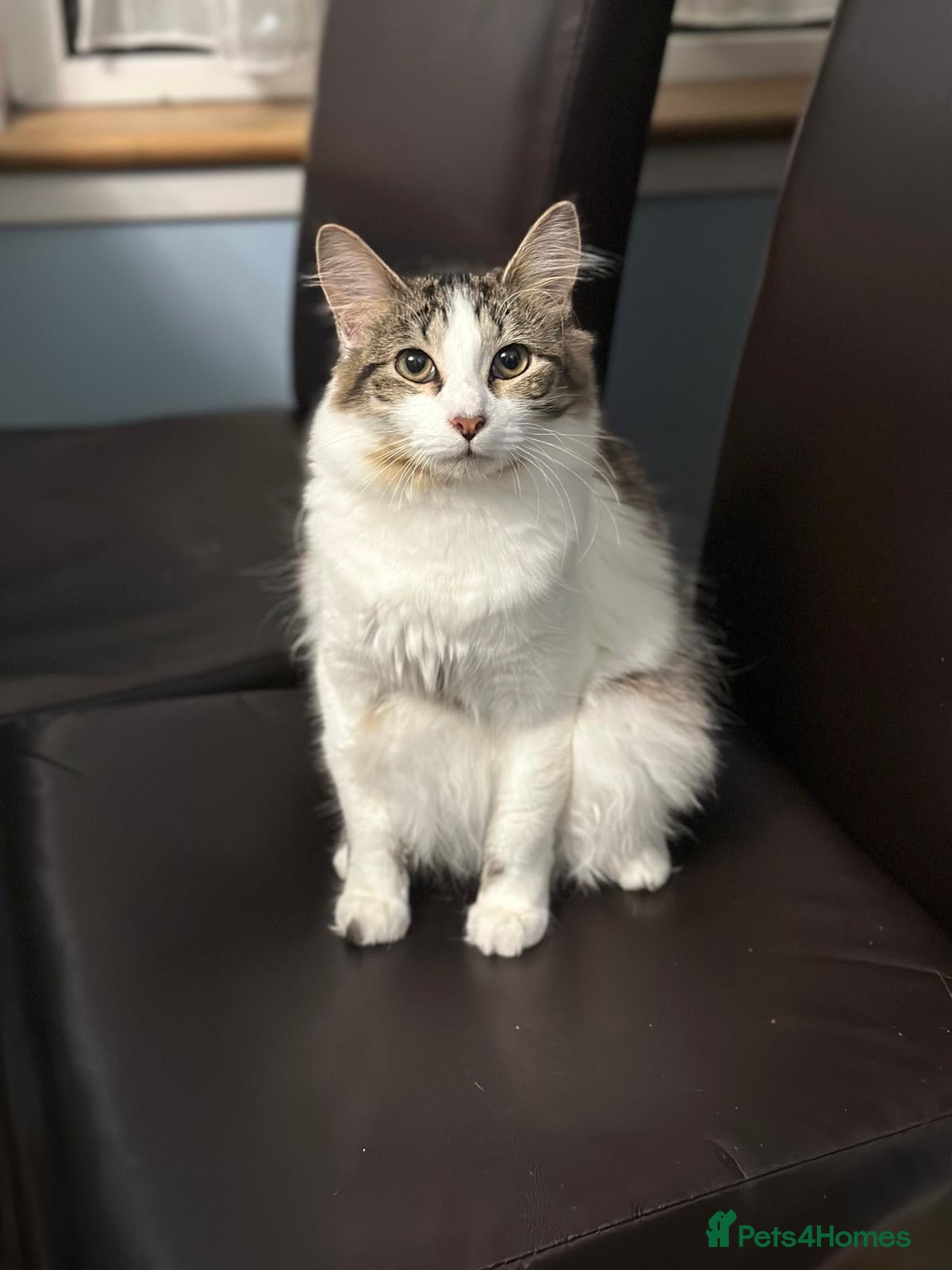 Mixed Breed cats Beautiful female cat ready for her new home - Advert 5