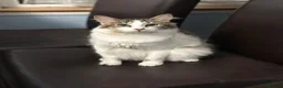 Mixed Breed cats for sale: Beautiful female cat ready for her new home in Watford - Advert 1