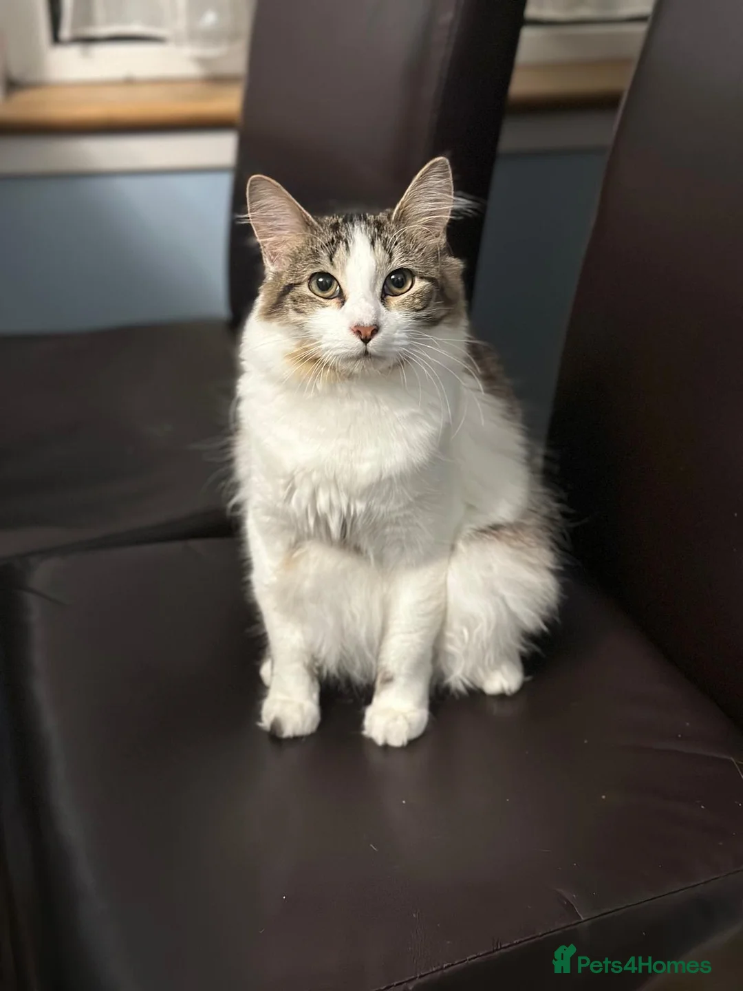 Mixed Breed cats for sale: Beautiful female cat ready for her new home in Watford - Advert 1