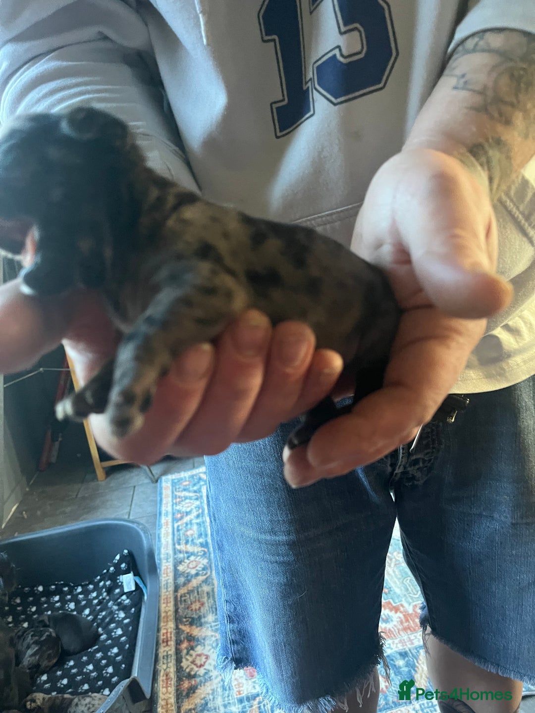 Pug dogs for sale: Merle Pug Puppy - Advert 4