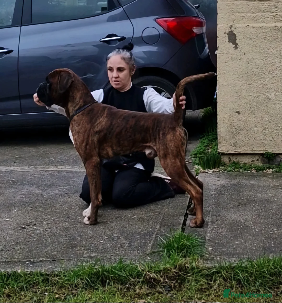 Boxer dogs for sale: 2 Stunning KC Brindle Boxer Bitches available.  - Advert 6